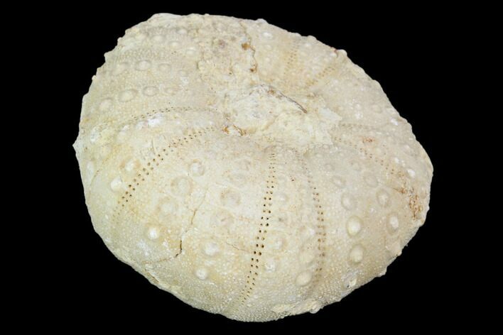 Fossil Sea Urchin (Heterodiadema) - Morocco #104476